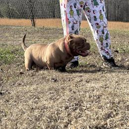 Male American Bully for Trade for French Bulldog in Birmingham, al
