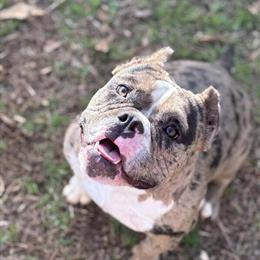 Female French Bulldog, may consider trade for another breed in Birmingham, al