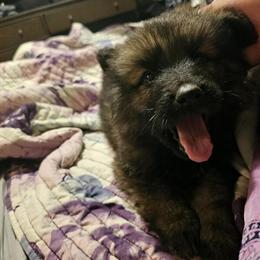 Siberian Husky Puppies Ready For Homes in Asheville, nc