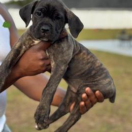 Cane Corso Puppies Available - Ready January 9th, 2026 in Ocala, fl