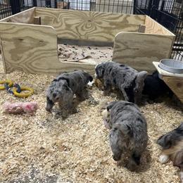 Mini Australian Shepherd puppies with great temperaments in Harrison, mi
