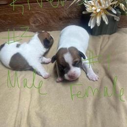 Jack Russell puppies available this summer in Harrison, mi