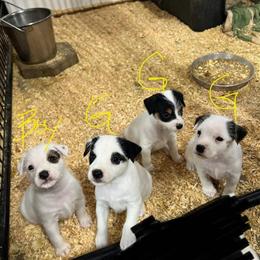 Parson Russell Terrier Puppies Available for Adoption in Harrison, mi