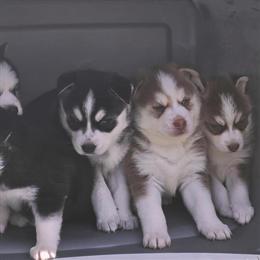 Mini Pomsky Puppies Ready for Forever Homes in Alexandria, va