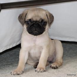 AKC Pug Puppies Available in Winnsboro, tx