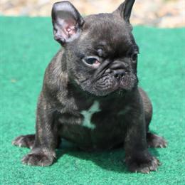French Bulldog Puppies from Fern's Litter - 3 Males Available in Winnsboro, tx