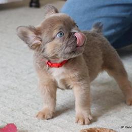 French Bulldog Puppies - AKC Registered and Ready for Deposits in Winnsboro, tx