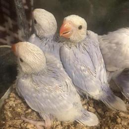 Violet Cleartail Indian Ringnecks Ready for New Homes in Wrightsville, pa