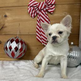 Fluffy Male Puppy for Sale in Wrightsville, pa