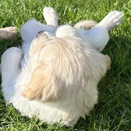 Golden Retriever Puppies AKC Available in Monroe, wi