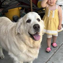 English Cream AKC Stud Service in Browntown, WI in Monroe, wi