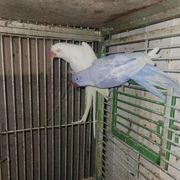 Ringneck Pair for $1200 in Buffalo, ny