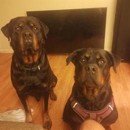 Rottweiler Puppies Available for Reservation in Glen Burnie, md