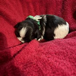Shih Tzu Puppies Ready by End of March in Holton, ks