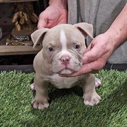 Micro Male Bully Available in Sacramento, ca
