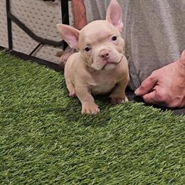 Micro Bully Male Available in Sacramento, ca