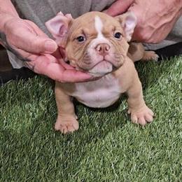 Micro Bully Female Available in Sacramento, ca