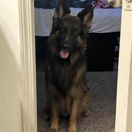 German Shepherd Stud Available for Breeding in Houston, tx