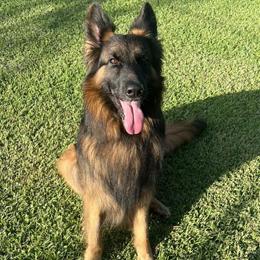 AKC Male German Shepherd Stud Service Available in Houston, tx