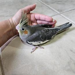 Tamed Baby Cockatiel Birds for Adoption in Hilliard, oh