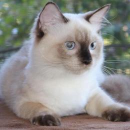 Female Ragdoll Kitten - Family Raised, Seal Chocolate Point, Ready After March 13th in Haines City, fl
