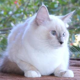 Ragdoll Kitten Willow Ready for New Home March 13th in Haines City, fl