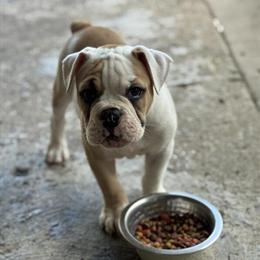 Olde English Bulldogge Puppies Available in Dayton, oh