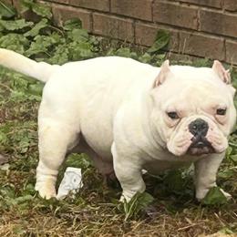 Micro American Bully for Sale in Hillsborough, nc
