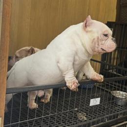 Micro American Bully for Sale in Hillsborough, nc
