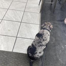 American Bully Pup Available in Mansfield, oh