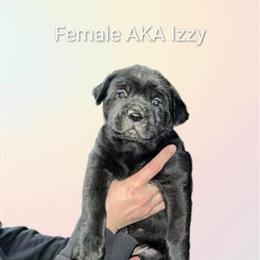 Cane Corso Mix Puppies Ready for New Homes in Niles, mi