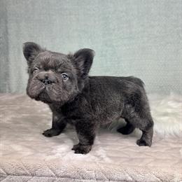 AKC French Bulldog - Rare Big Rope Structure in Franklin, in