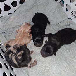 Chow Chow Pei Puppies Ready for Adoption on April 26th in Niles, mi