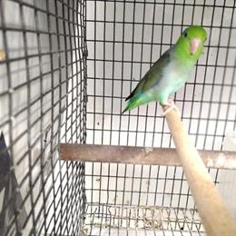 Male turquoise parrotlet, 5 years old, free to a good home in New Port Richey, fl