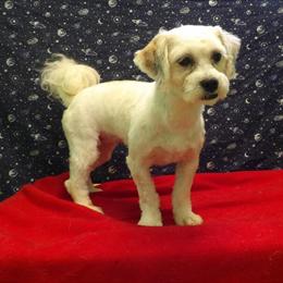 Female Teddy Bear Puppy for Adoption in Paterson, nj