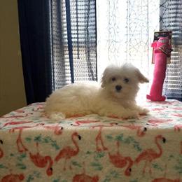 Morkie Puppy Available Now in Benson, nc