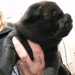 Chow Chow Mix Puppies Ready for Adoption on April 26th in Niles, mi