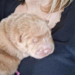 Chow Chow puppies ready for new homes on May 1st. in Niles, mi
