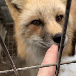 Female Red Fox for Breeding or Trade in Findlay, oh