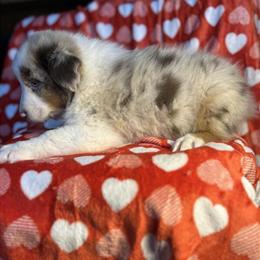 Australian Shepherd Pups Available in Columbia, ky
