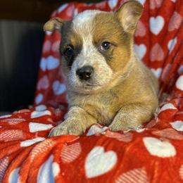 Australian Cattle Dog Male Pup for Sale in Columbia, ky