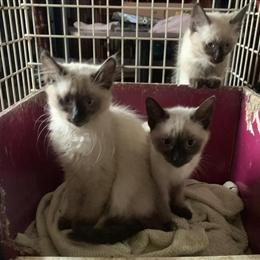 Siamese Kittens for Adoption in Louisville, ky