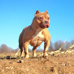 Female American Bully for Sale - 2 Years Old in Baltimore, md