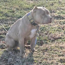 3 Year Old Male Bully for Sale in Baltimore, md