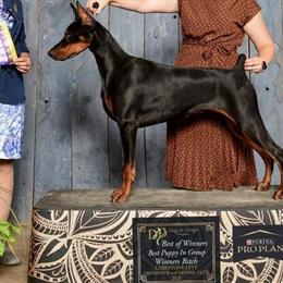 Female Doberman Available in Lansing, mi