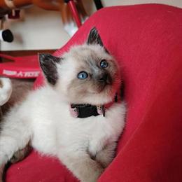 Siamese Kittens Available - 5 Males and 1 Female in Milwaukee, wi
