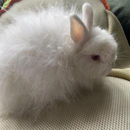 Angora Mix Bunny for Adoption in Trenton, mi