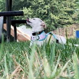 Chihuahua Mix - 2 Year Old Female Looking for a Loving Home in Wixom, mi