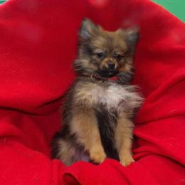 Pomeranian Puppy Coco Chanel Available in Paterson, nj