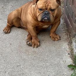 English Bulldog Pair Looking for a Loving Home in Detroit, mi